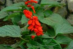 Salvia splendens